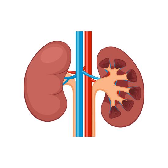 Evaluation and Management of Anemia in Chronic Kidney Disease: Synopsis of the Kidney Disease: Improving Global Outcomes 2026 Clinical Practice Guideline